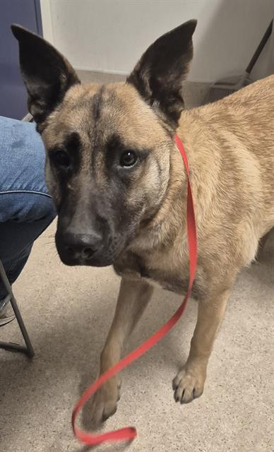 Enlarge Goofy -- URGENT! LONGTIME RESIDENT!, a ADOPTABLE mixed breed in Thousand Oaks, CA image 1/1