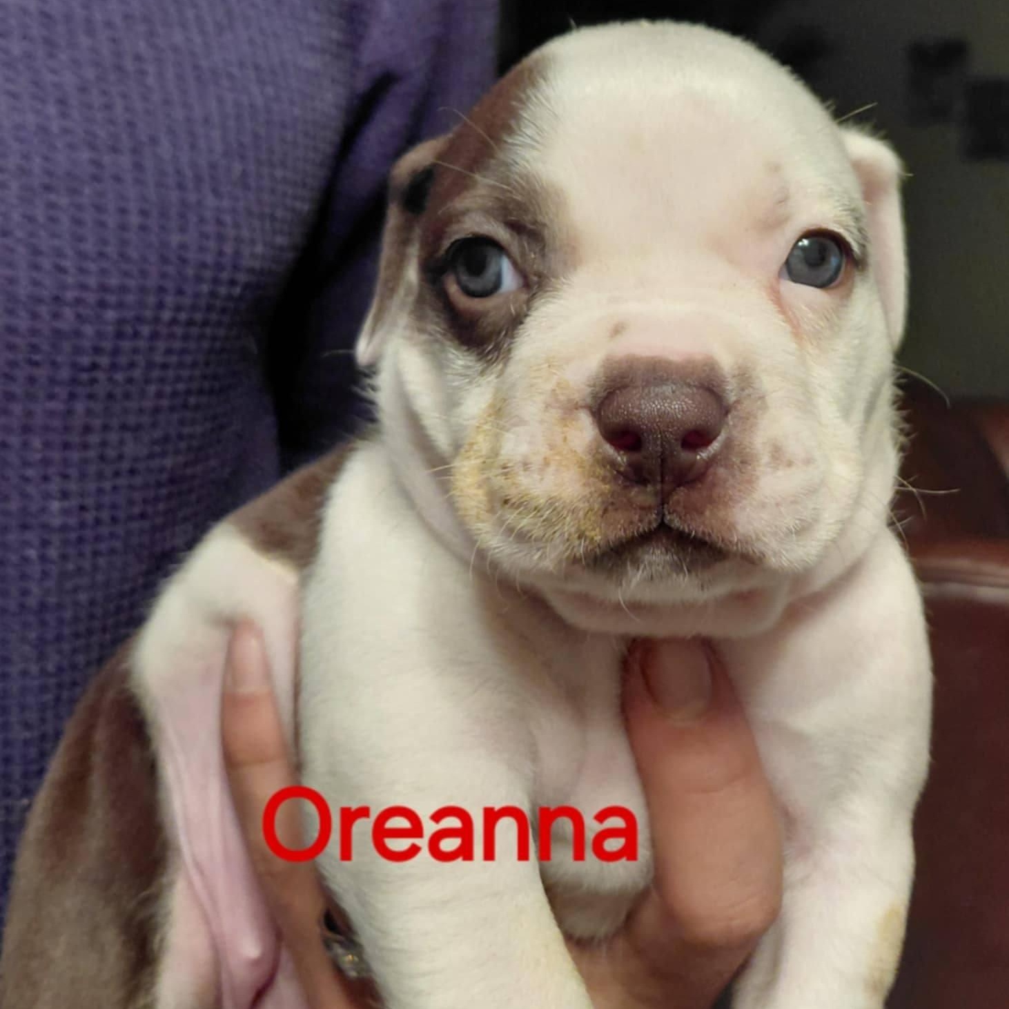 Oreanna, ADOPTABLE, Puppy Female American Bulldog & Pit Bull Terrier.