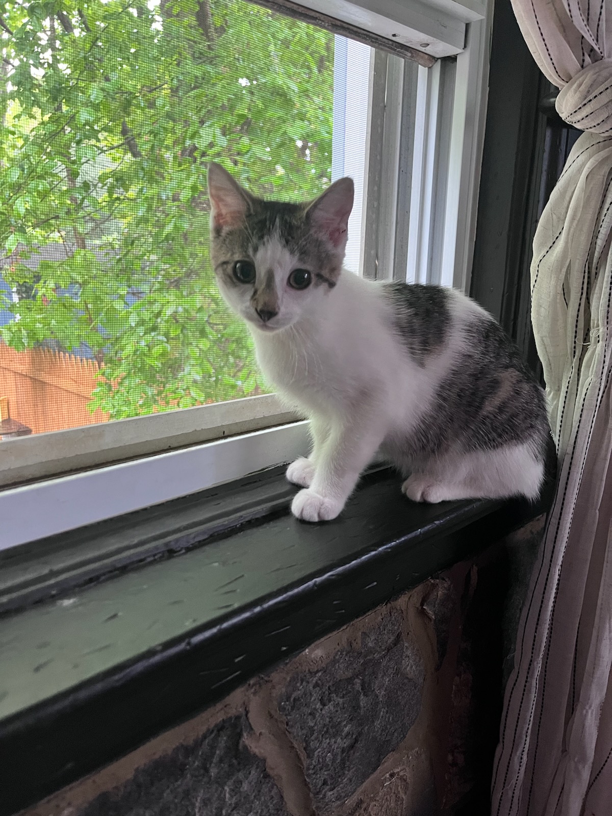Rachel, an adopted Tabby in Palisades Park, NJ_image-1