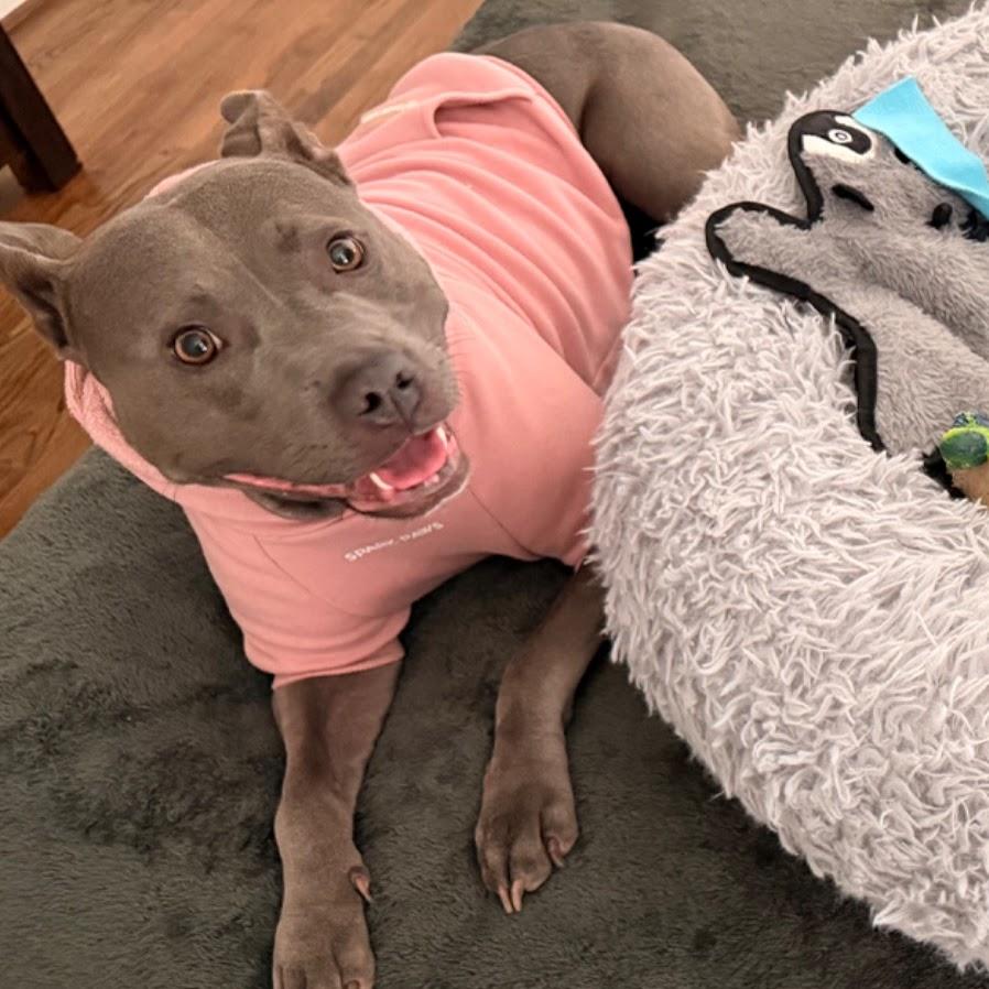 Toula, Adoptable, Young Female American Staffordshire Terrier & Pit Bull Terrier.