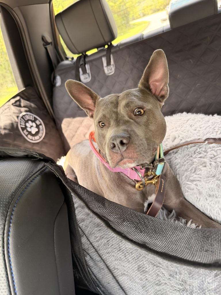 Enlarge Toula, a Adoptable mixed breed in Quakertown, PA image 3/3