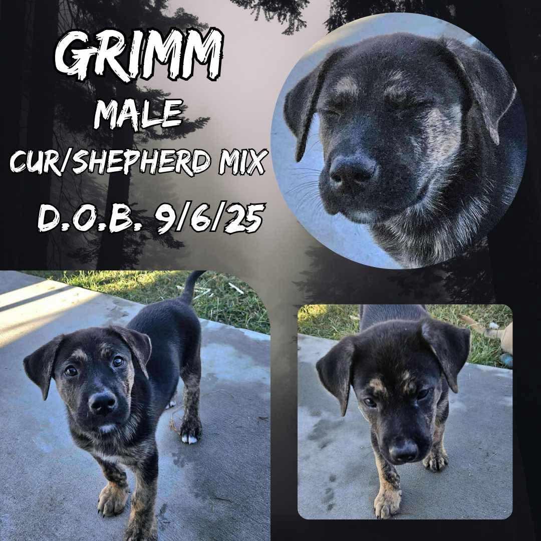 Grimm 1