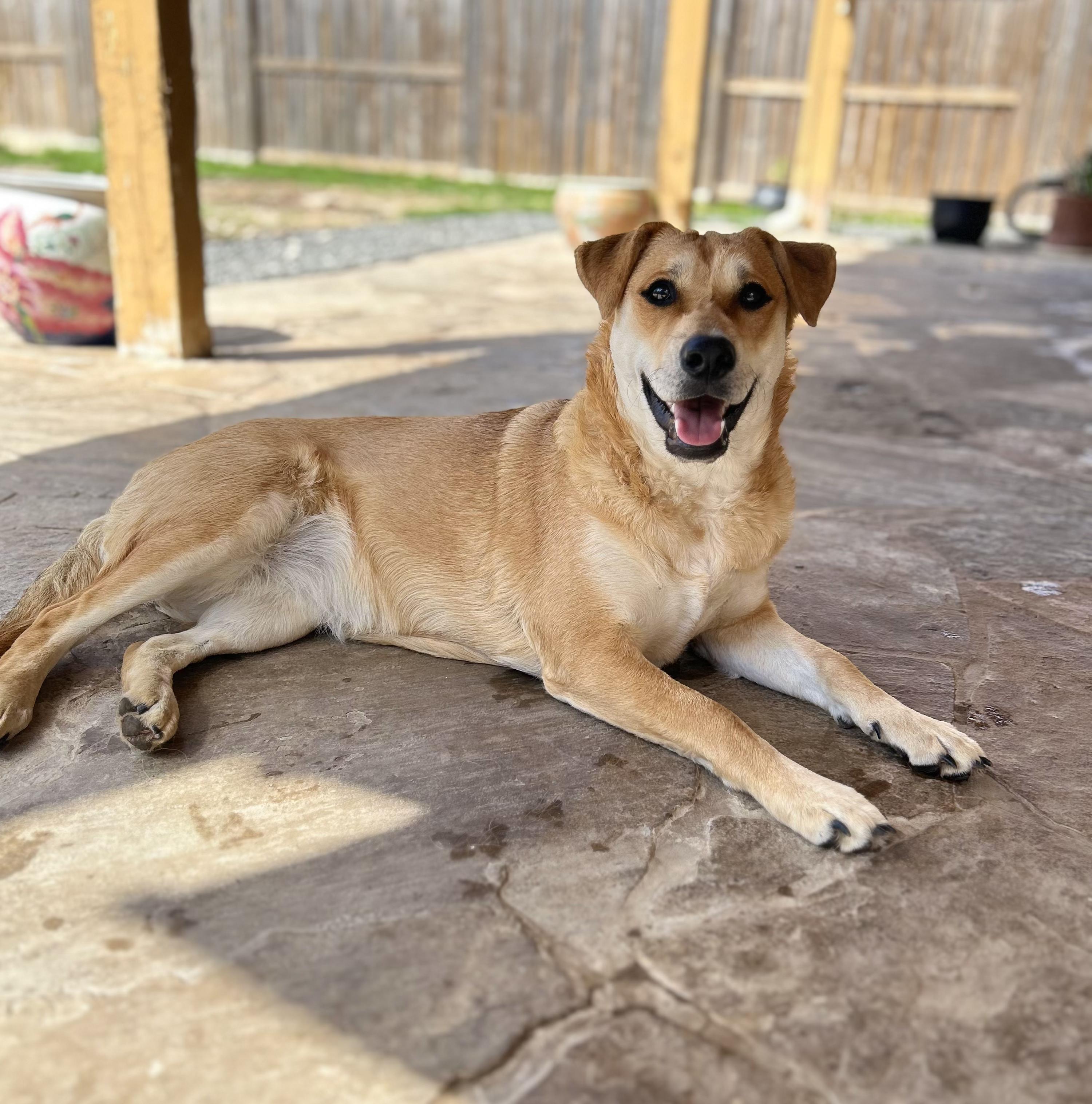 Enlarge Jolene, a Adoptable mixed breed in Southbridge, MA image 6/6
