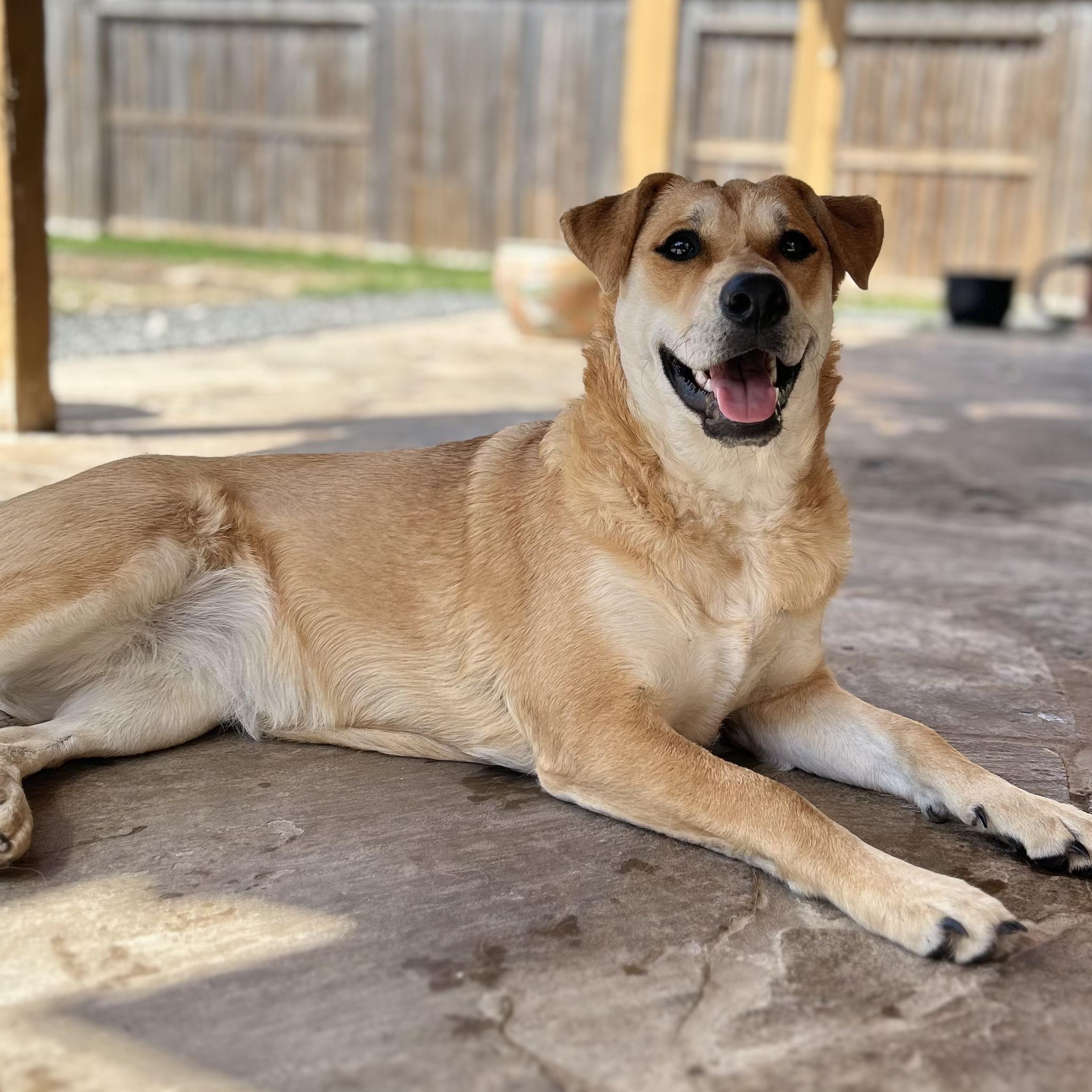 Enlarge Jolene, a Adoptable mixed breed in Southbridge, MA image 2/6