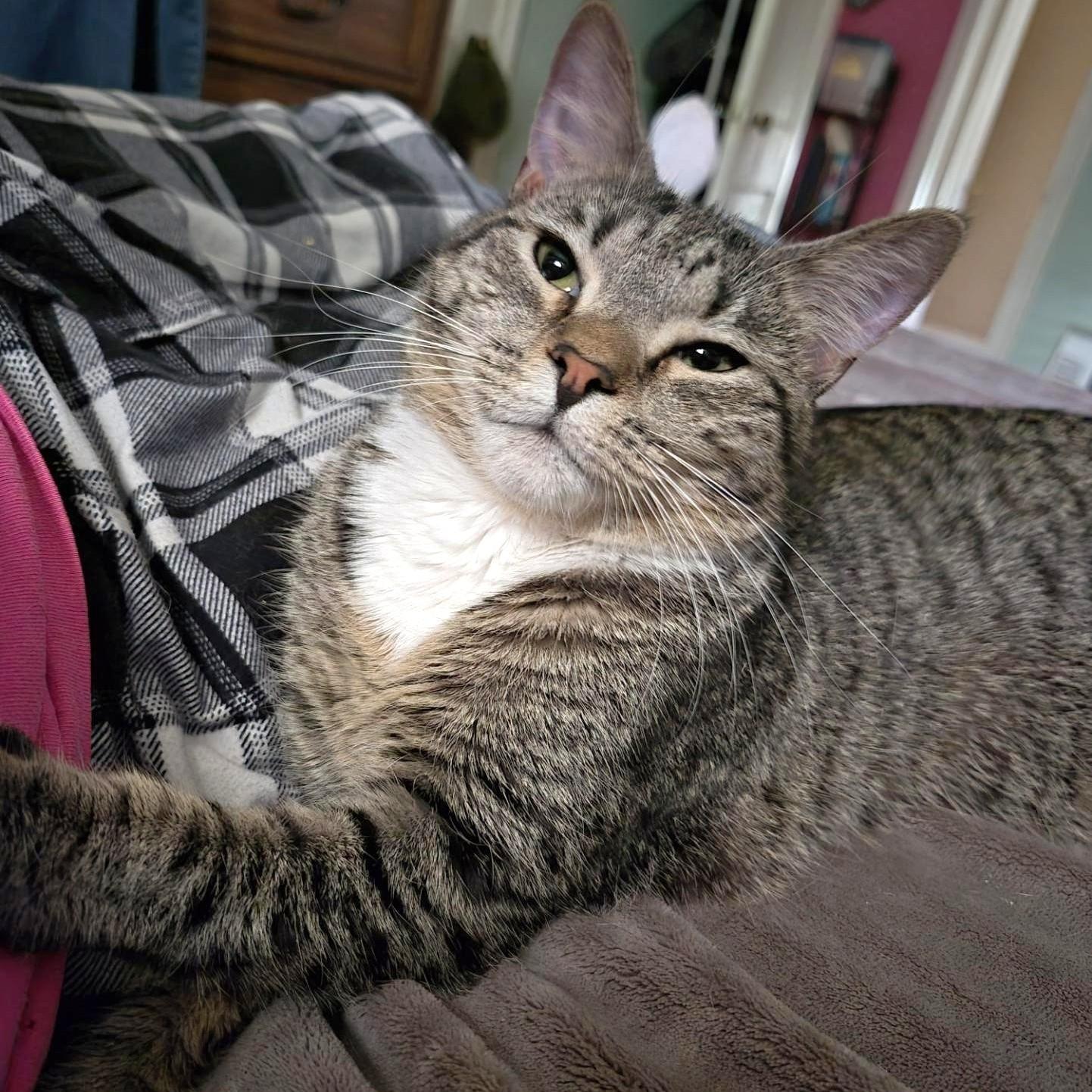 Thumbelina, a ADOPTABLE mixed breed in Jamaica Plain, MA image 2/3