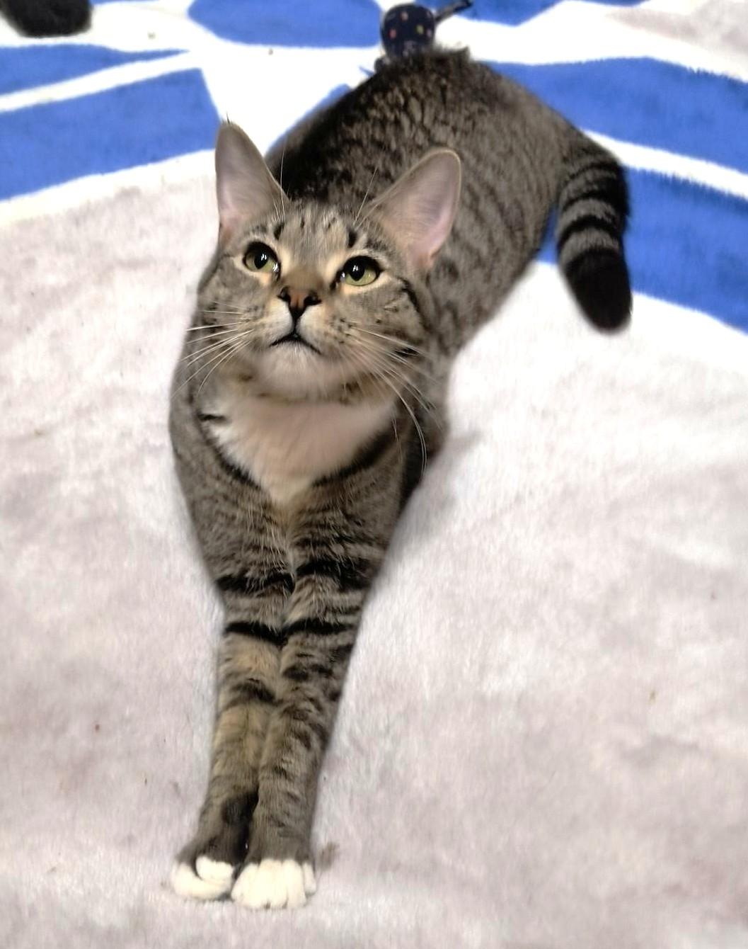 Thumbelina, a ADOPTABLE mixed breed in Jamaica Plain, MA image 3/3