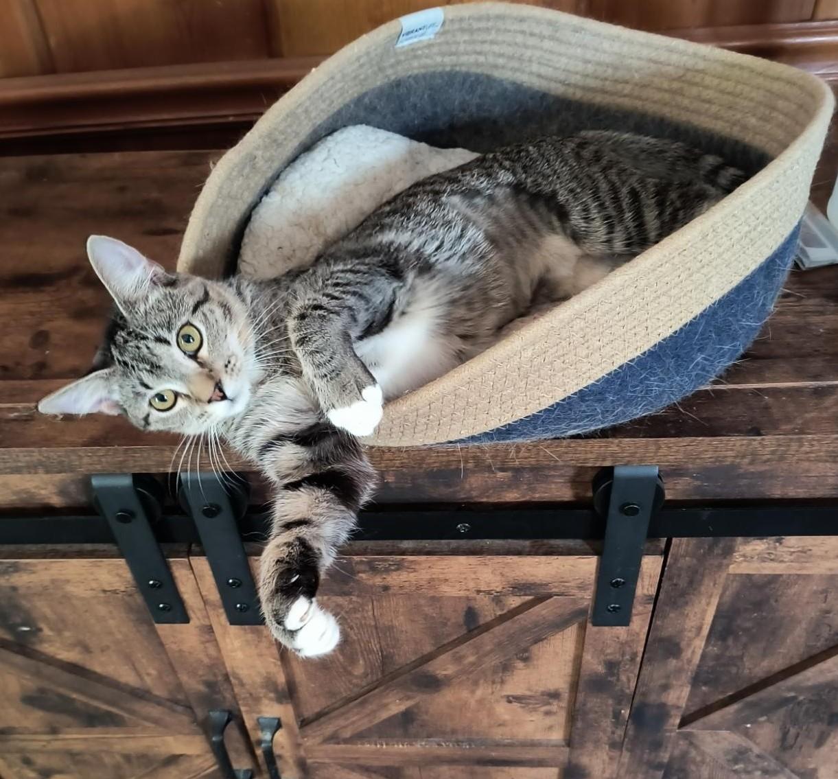 Thumbelina, ADOPTABLE, Young Female Tabby & Tiger.