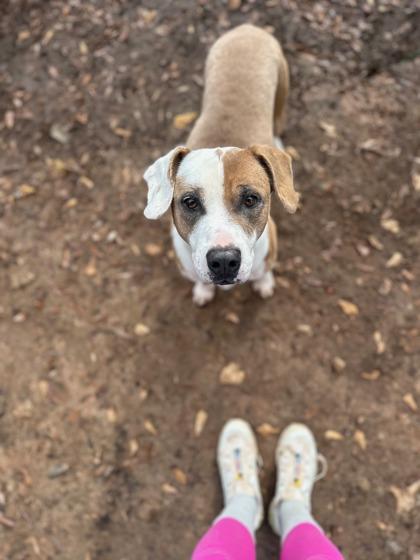 Huntsmith — thumbnail 4