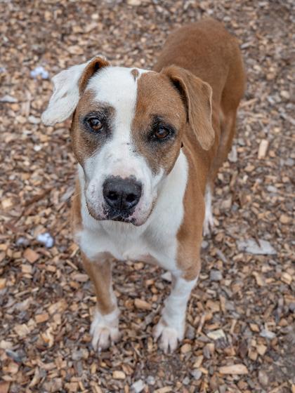 Huntsmith — thumbnail 5