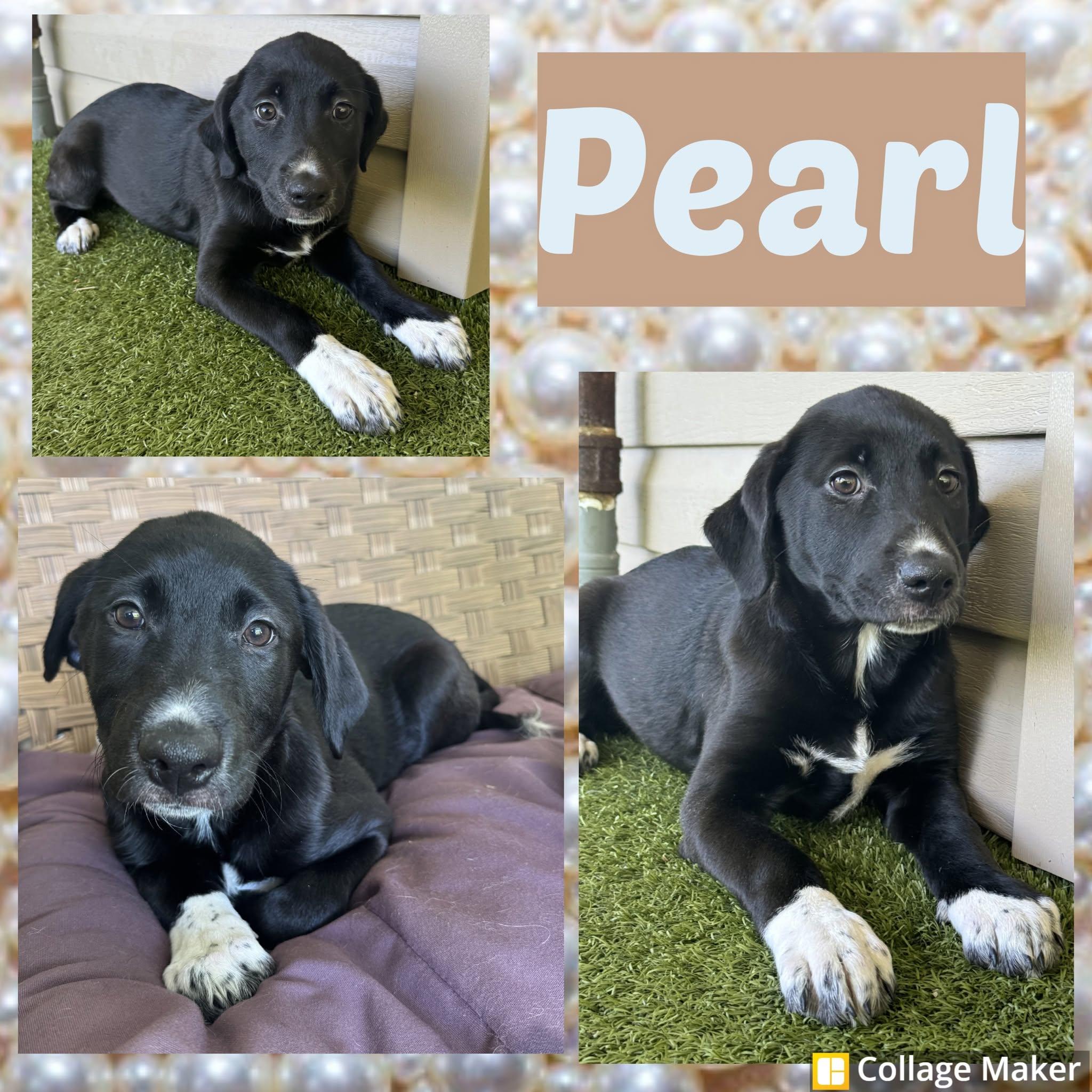 Enlarge Pearl, an adopted mixed breed in Clearfield, PA image 1/1