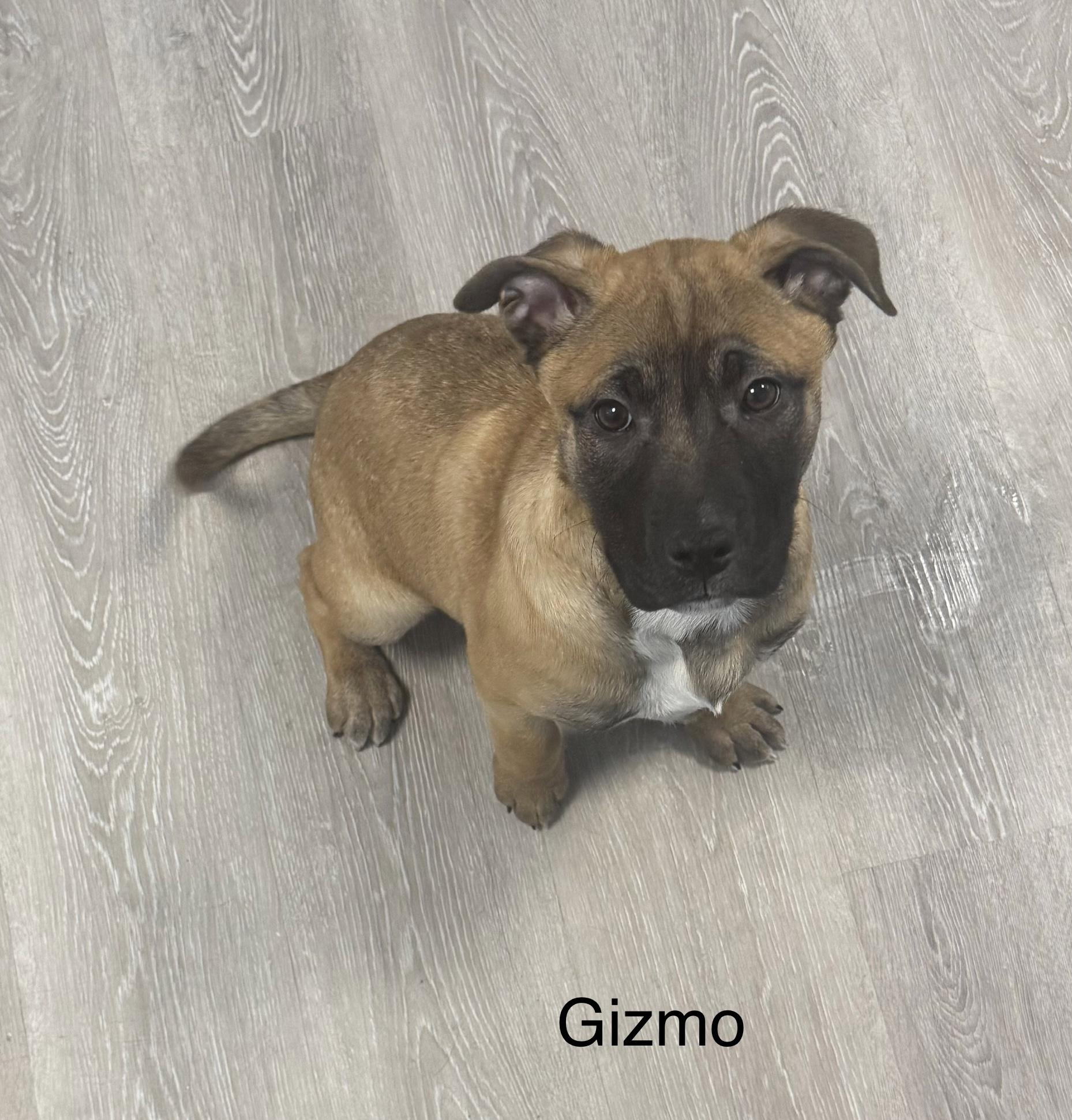 Gizmo, adopted, Puppy Male Shepherd & Hound.