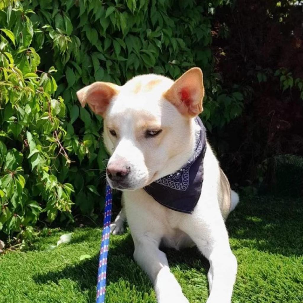 Rocky, a Adoptable Labrador Retriever in San Diego, CA image 1/6