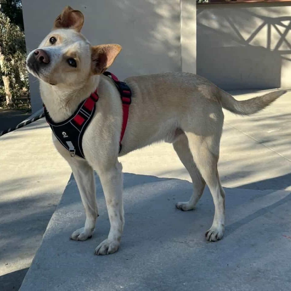 Rocky, a Adoptable Labrador Retriever in San Diego, CA image 3/6