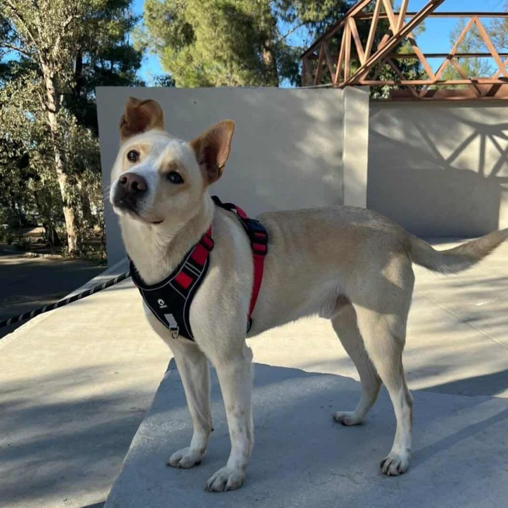 Rocky, a Adoptable Labrador Retriever in San Diego, CA image 5/6