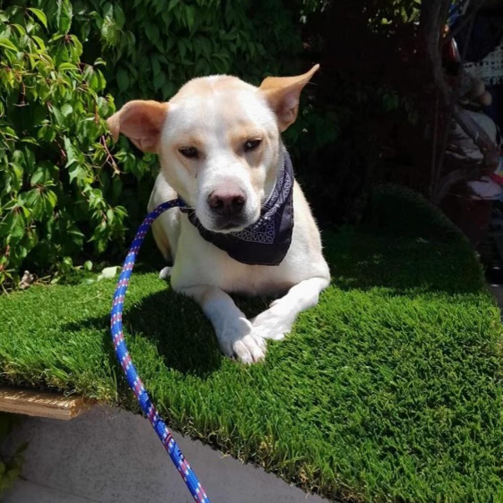 Rocky, a Adoptable Labrador Retriever in San Diego, CA image 6/6