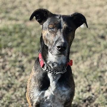 Comet, Adoptable, Adult Male Mixed Breed.