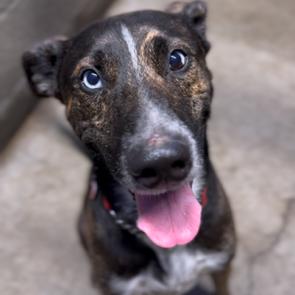 Comet, Adoptable, Adult Male Mixed Breed.