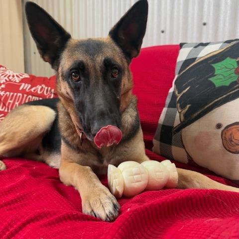 Tuesday, Adoptable, Adult Female German Shepherd Dog & German Shepherd Dog.