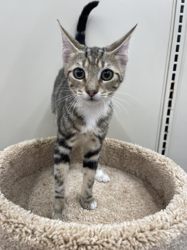 Ricky-Portofino PetSmart