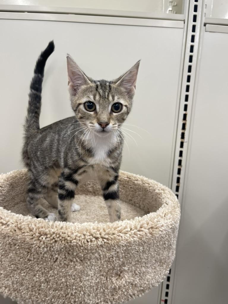 Ricky-Portofino PetSmart