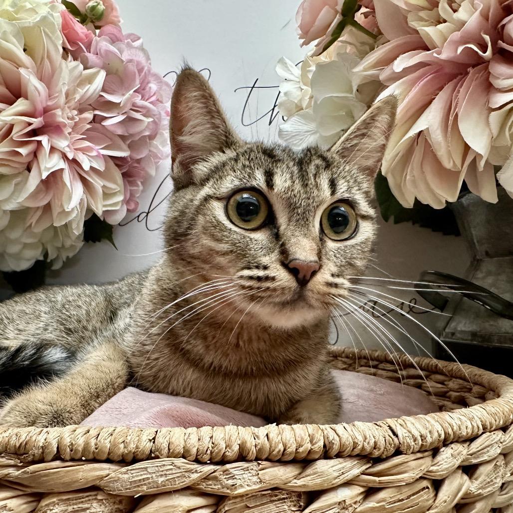 Enlarge Jetzy, a Adoptable Domestic Short Hair in Newberg, OR image 1/1