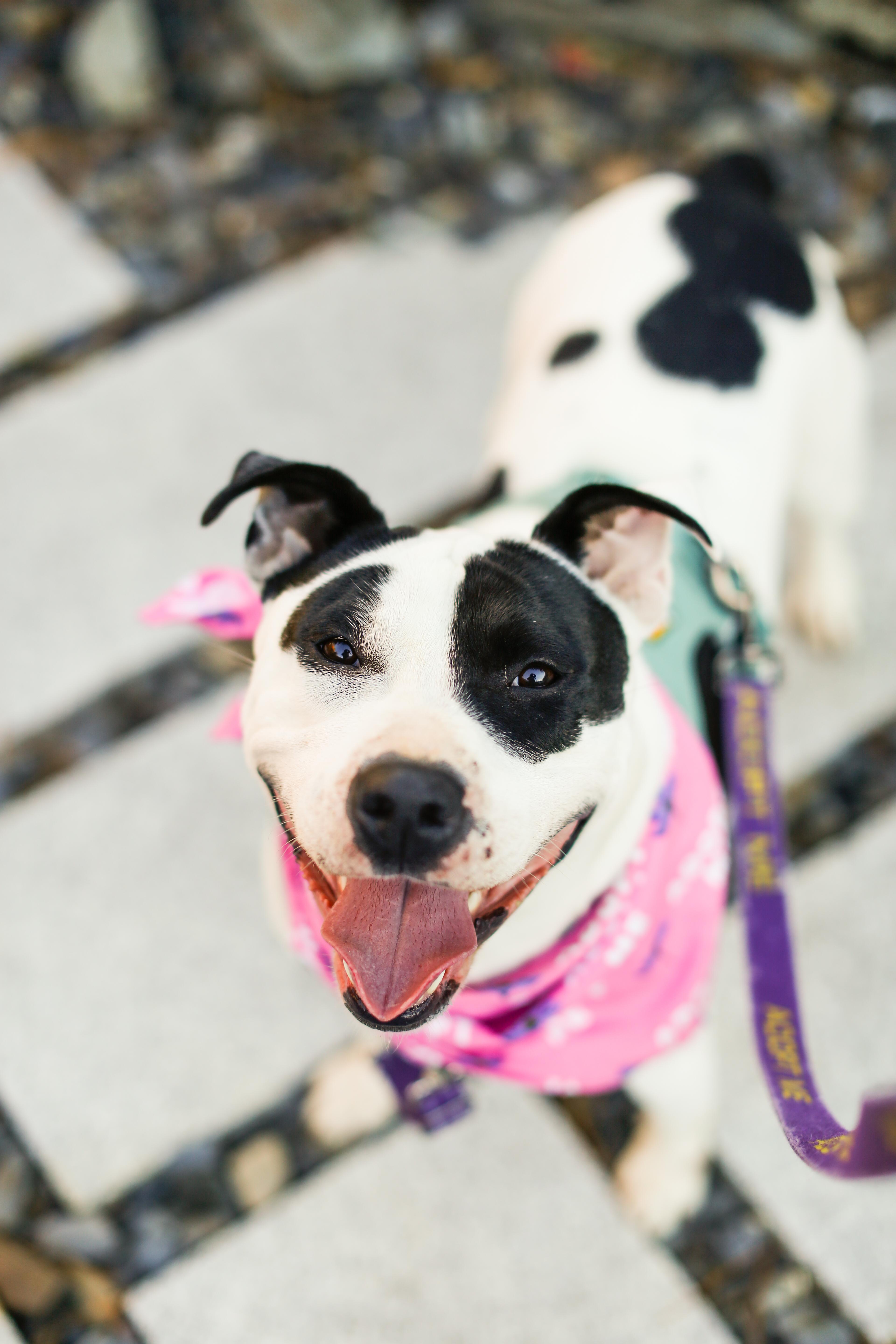 Enlarge Maizie HERE IN NH, a Adoptable Mixed Breed in Barrington, NH image 5/6