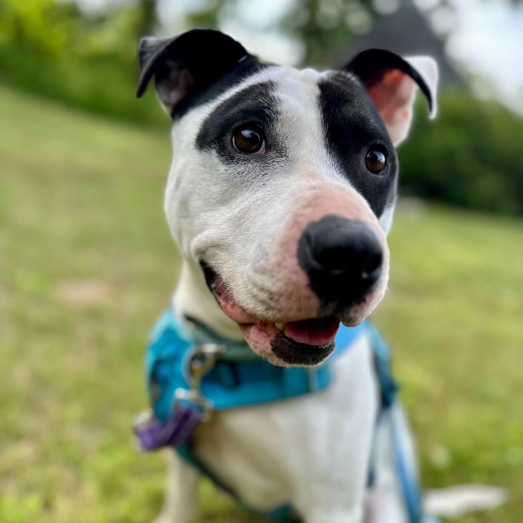 Maizie, Adoptable, Adult Female Mixed Breed.