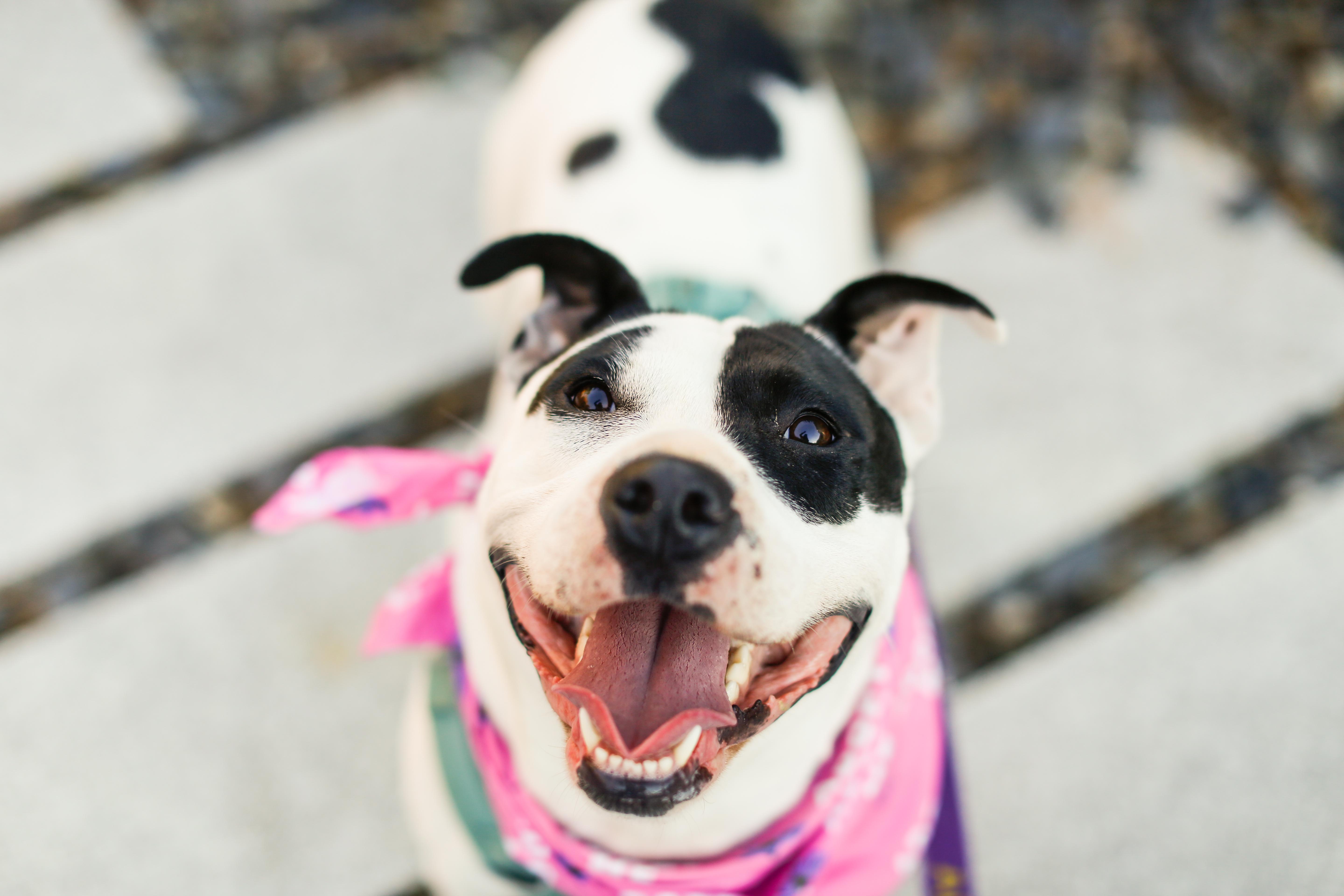 Enlarge Maizie HERE IN NH, a Adoptable Mixed Breed in Barrington, NH image 1/6