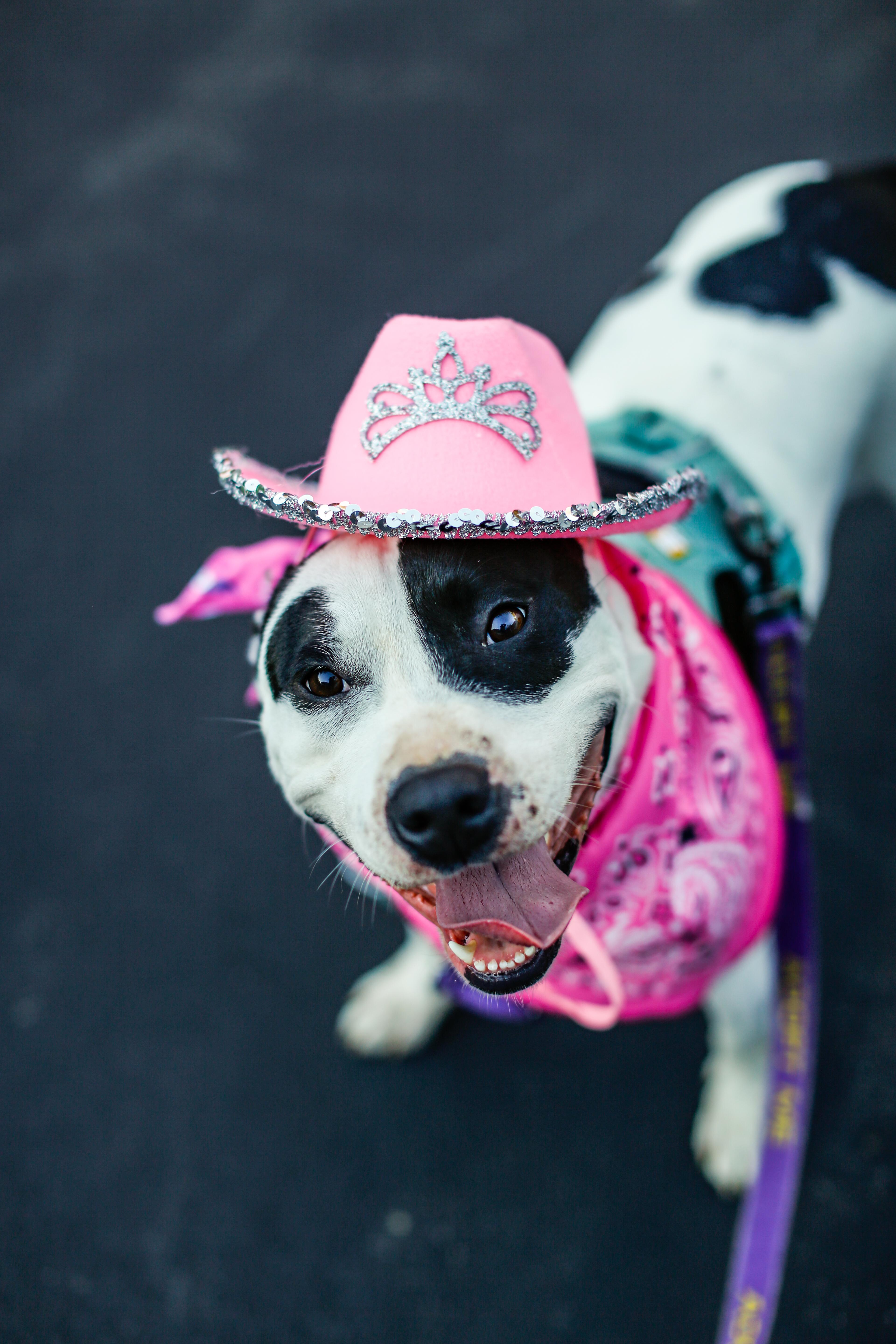 Enlarge Maizie HERE IN NH, a Adoptable Mixed Breed in Barrington, NH image 6/6