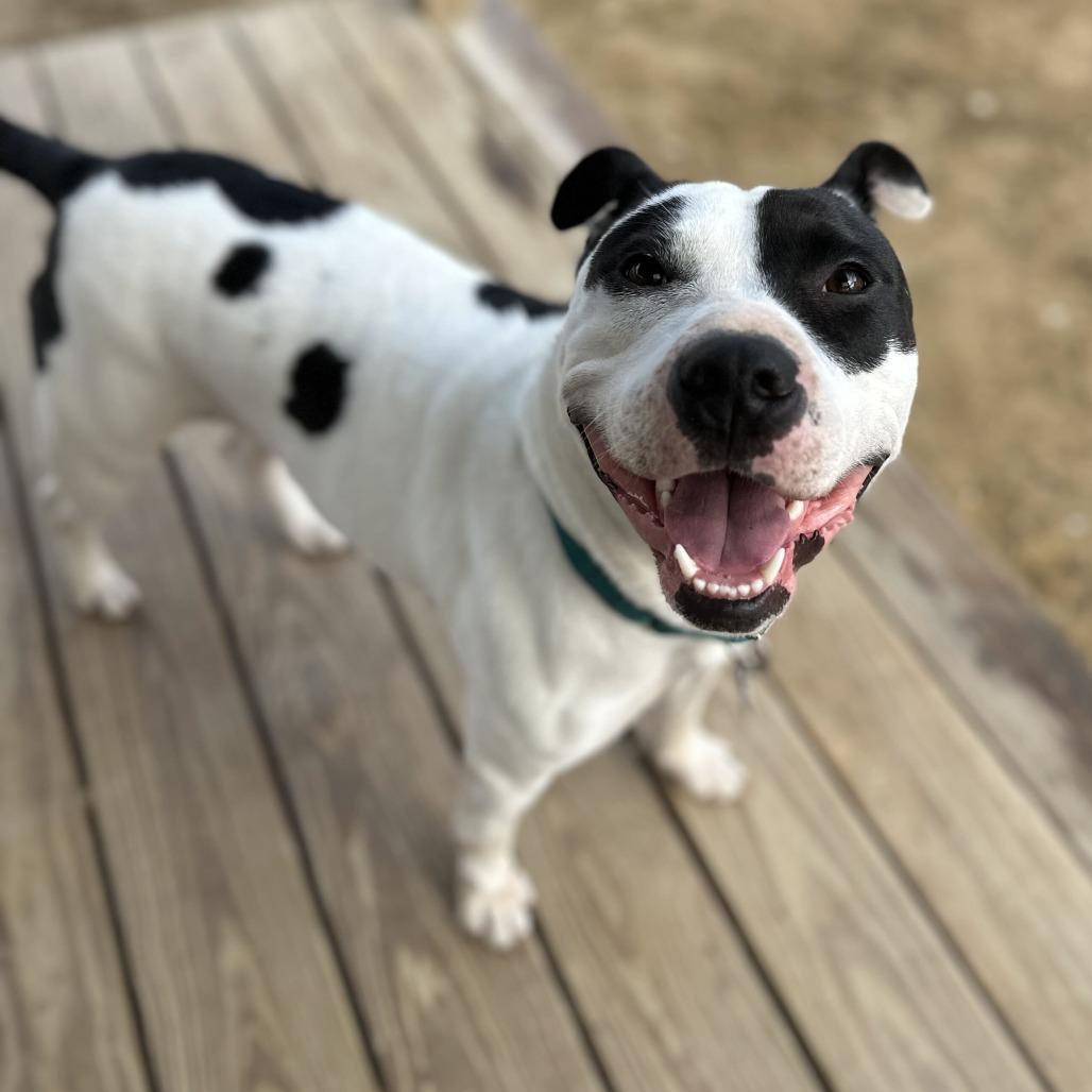 Maizie HERE IN NH, Adoptable, Adult Female Mixed Breed.