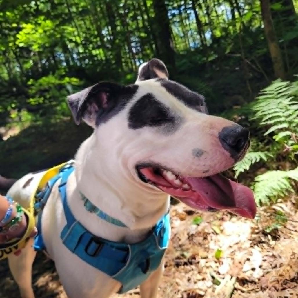 Enlarge Maizie HERE IN NH, a Adoptable Mixed Breed in Barrington, NH image 4/6