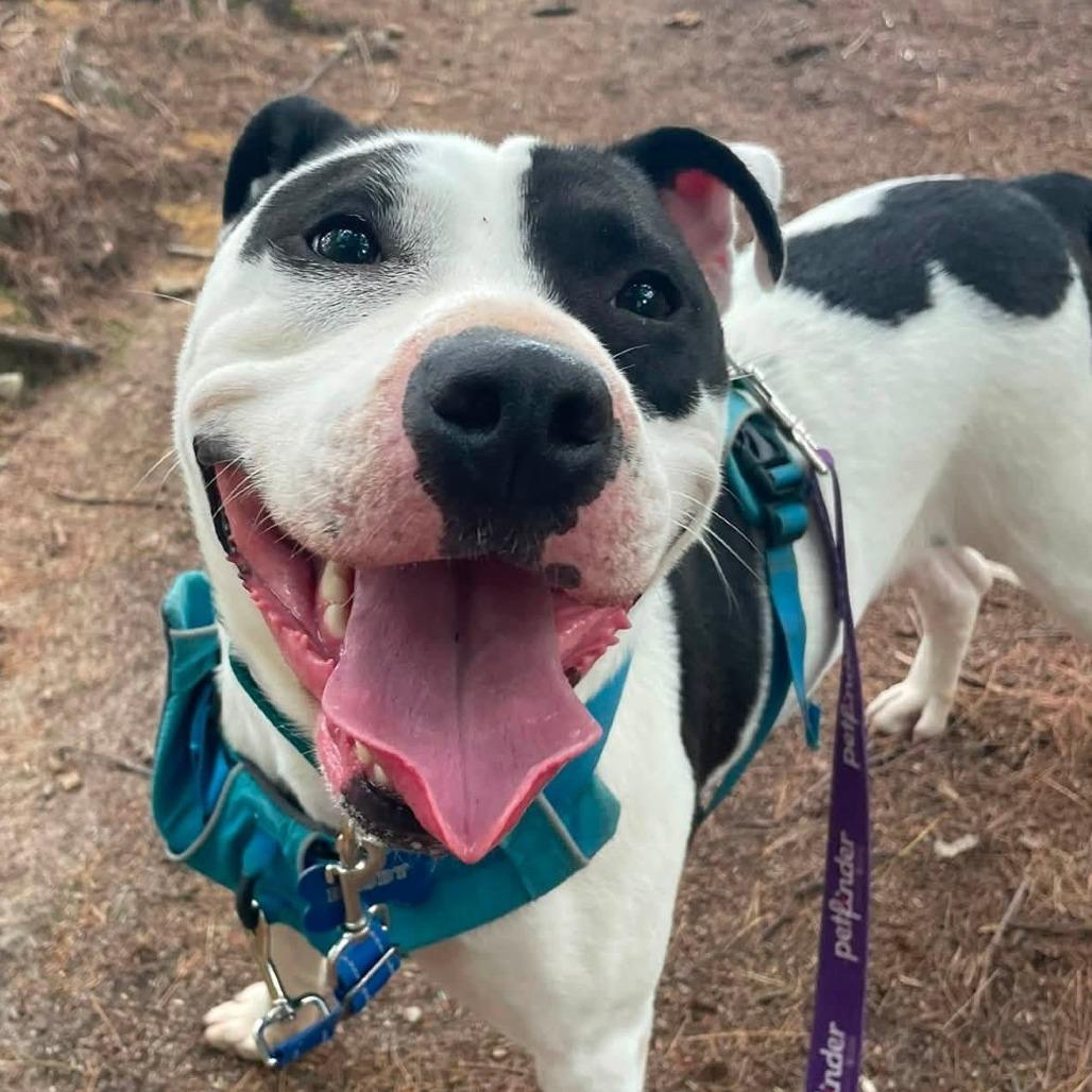 Enlarge Maizie HERE IN NH, a Adoptable Mixed Breed in Barrington, NH image 5/6