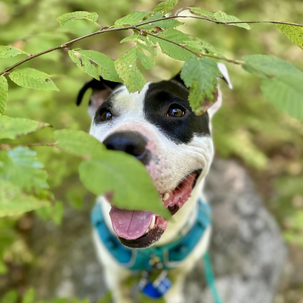Enlarge Maizie HERE IN NH, a Adoptable Mixed Breed in Barrington, NH image 6/6