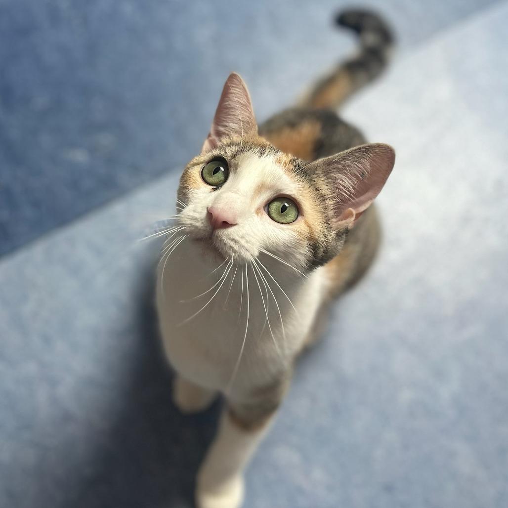 Poptart, Adoptable, Adult Female Domestic Short Hair.