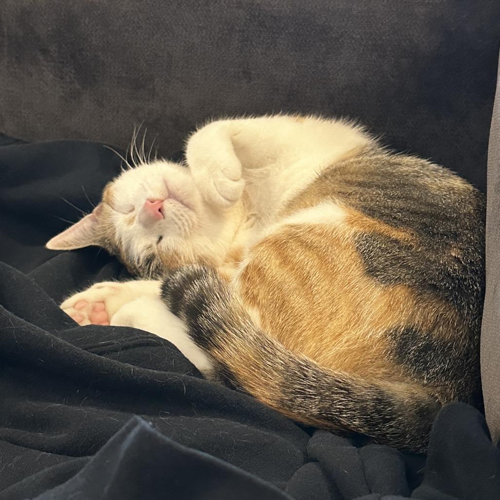 Enlarge Poptart, a Adoptable Domestic Short Hair in Houston, TX image 2/6