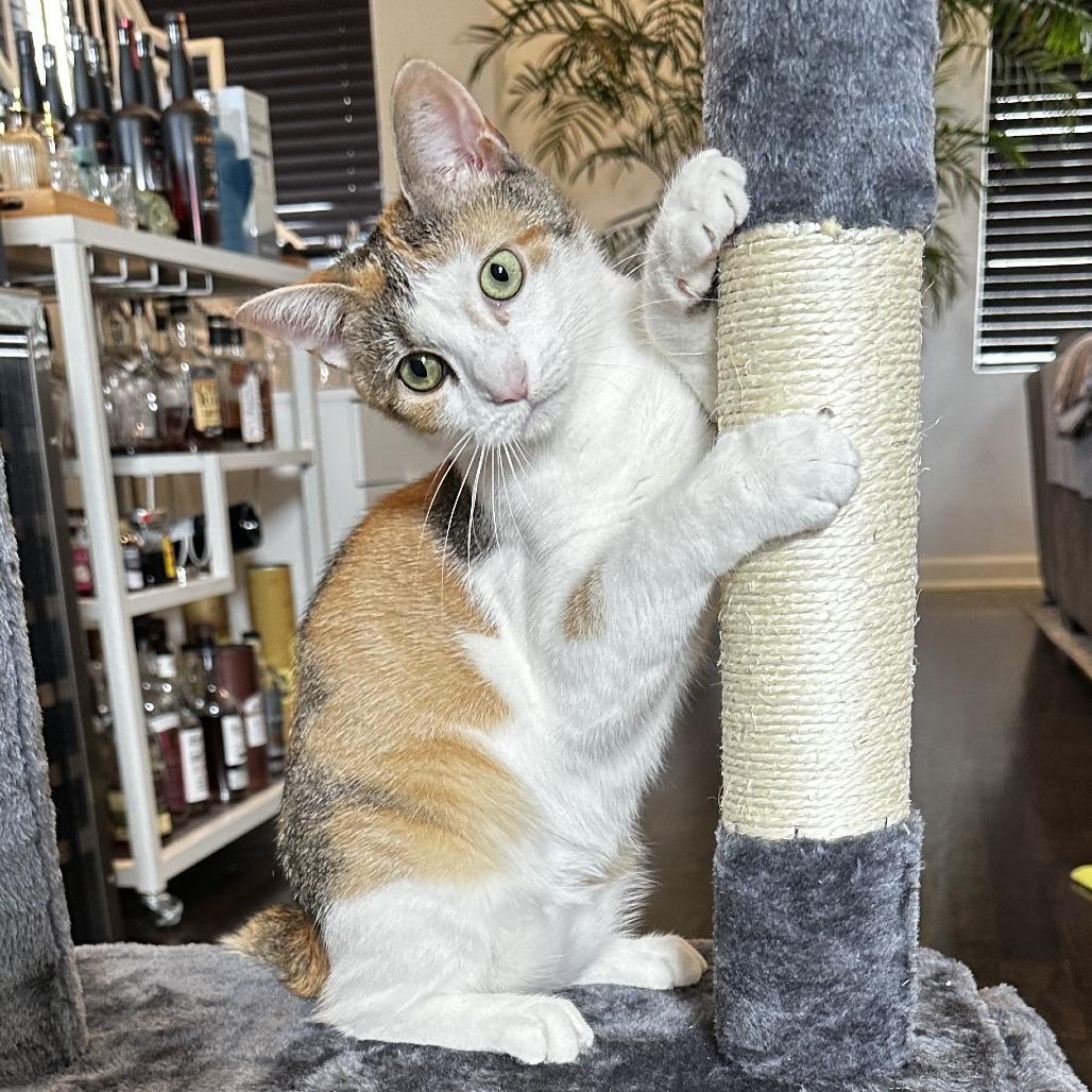 Enlarge Poptart, a Adoptable Domestic Short Hair in Houston, TX image 3/6