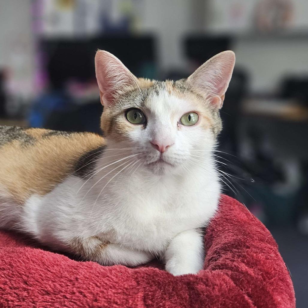 Enlarge Poptart, a Adoptable Domestic Short Hair in Houston, TX image 4/6