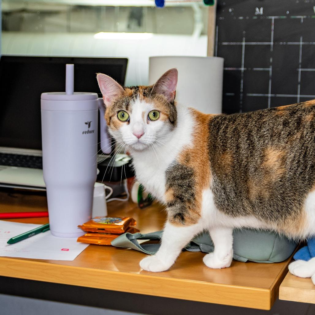 Enlarge Poptart, a Adoptable Domestic Short Hair in Houston, TX image 5/6