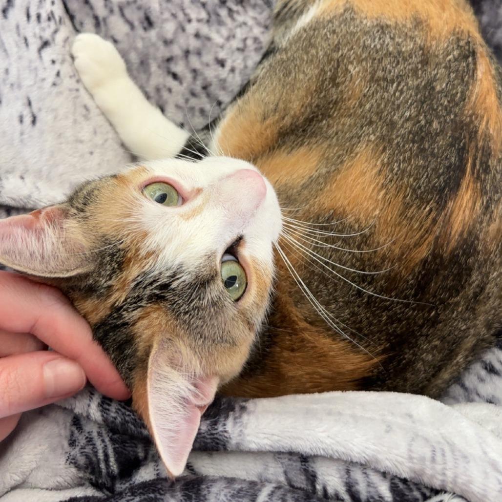 Enlarge Poptart, a Adoptable Domestic Short Hair in Houston, TX image 6/6