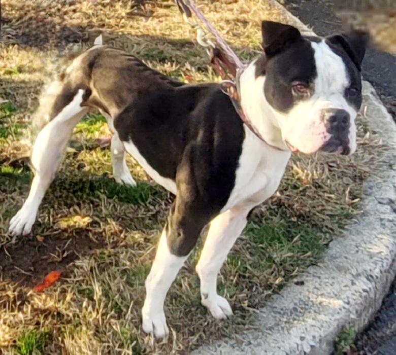 🚨Help Us Save Dominick 🚨Foster needed urgently, ADOPTABLE, Young Male Boxer & Bulldog.
