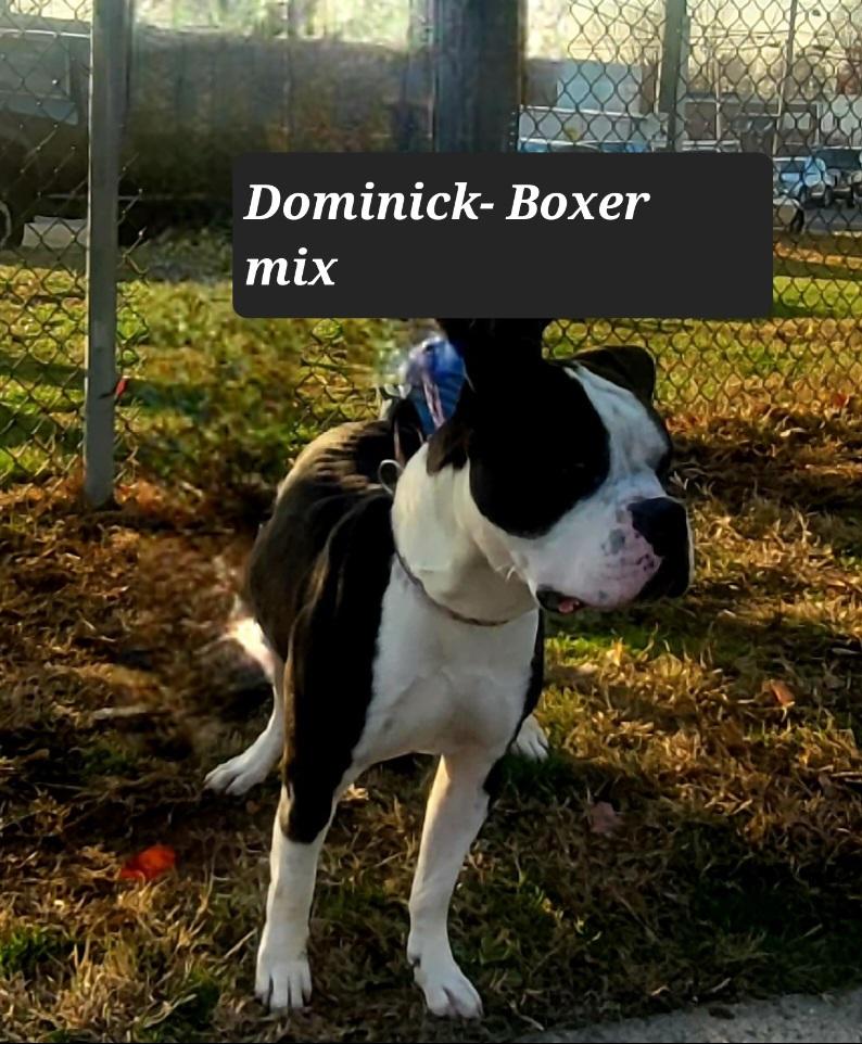 Enlarge Help Us Save Dominick- URGENT, a ADOPTABLE mixed breed in Monroe Twp, NJ image 3/5