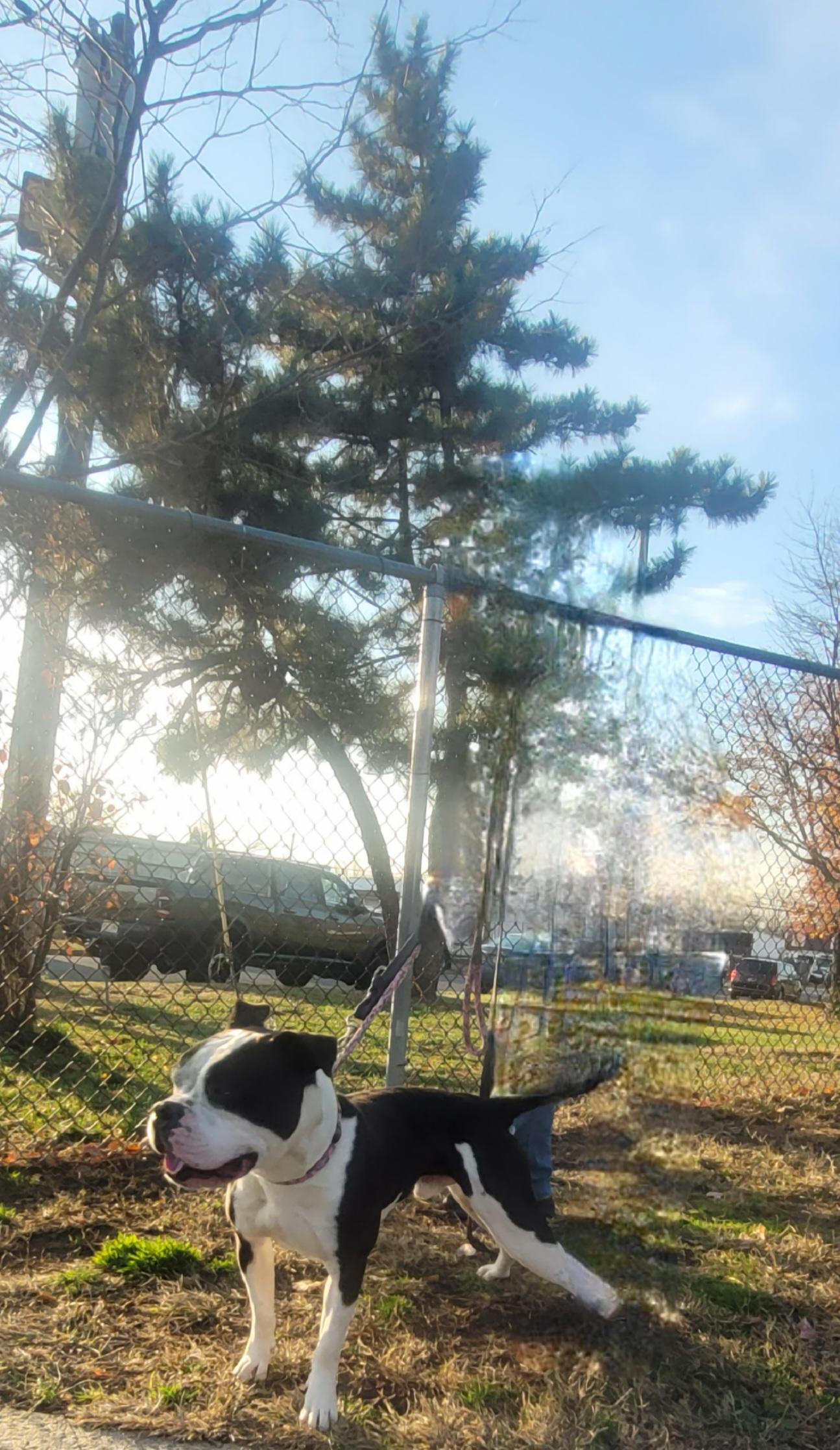 Enlarge Help Us Save Dominick- URGENT, a ADOPTABLE mixed breed in Monroe Twp, NJ image 4/5