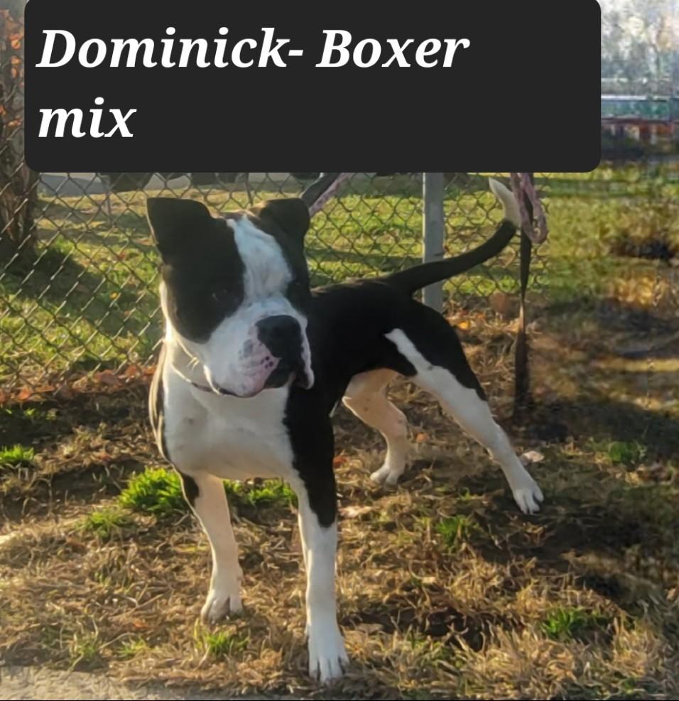 Help Us Save Dominick- URGENT, ADOPTABLE, Young Male Boxer & Bulldog.