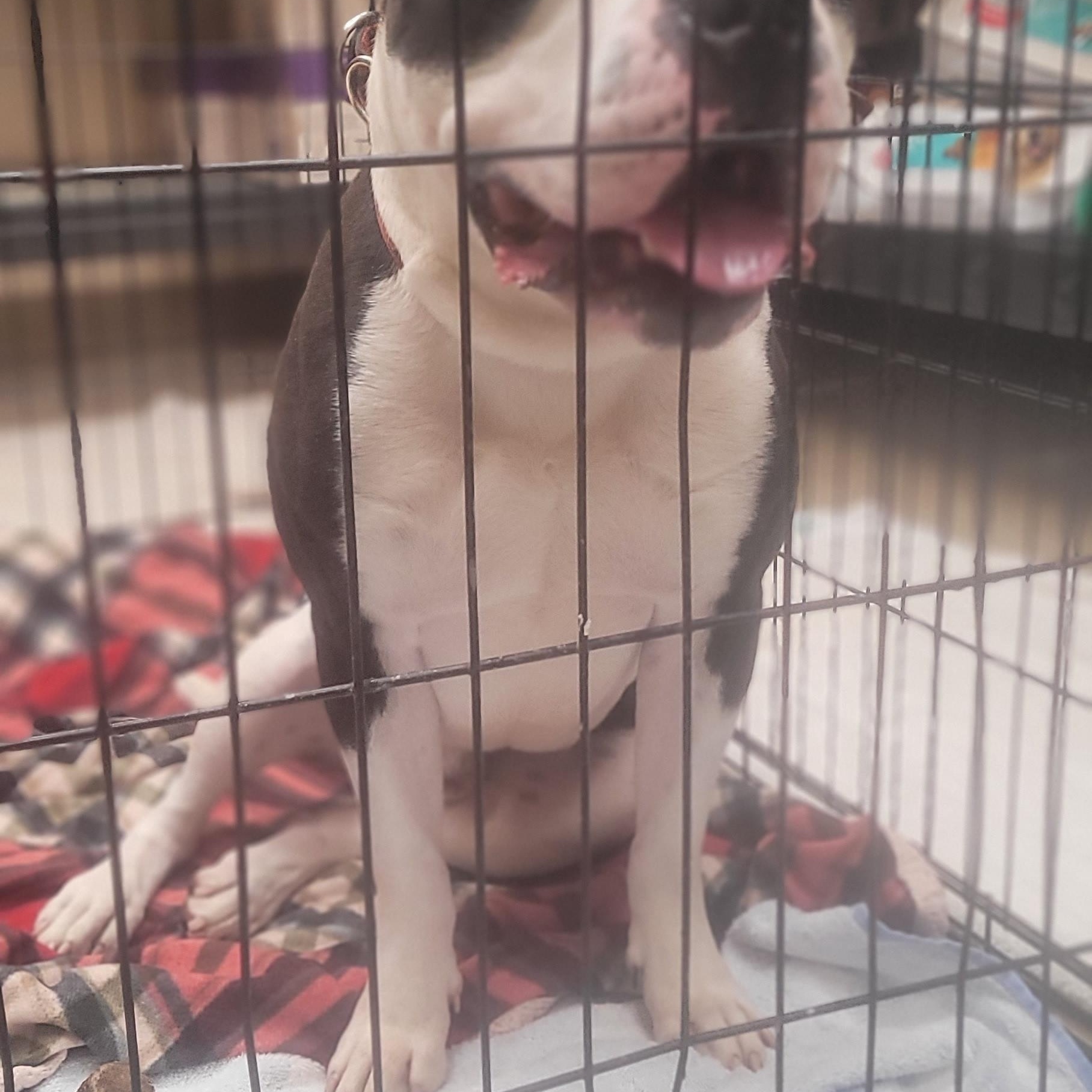 Enlarge Help Us Save Dominick- URGENT, a ADOPTABLE mixed breed in Monroe Twp, NJ image 5/5