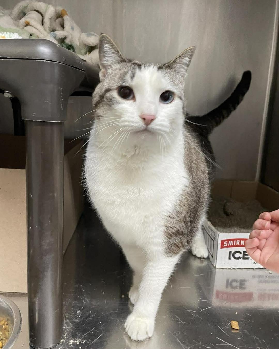 Enlarge Missy, a ADOPTABLE Domestic Short Hair in Stillwater, OK image 1/1