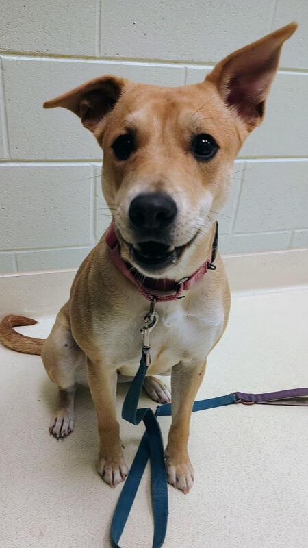 Lindsey Buckingham, a Adoptable mixed breed in Kalamazoo, MI image 2/2