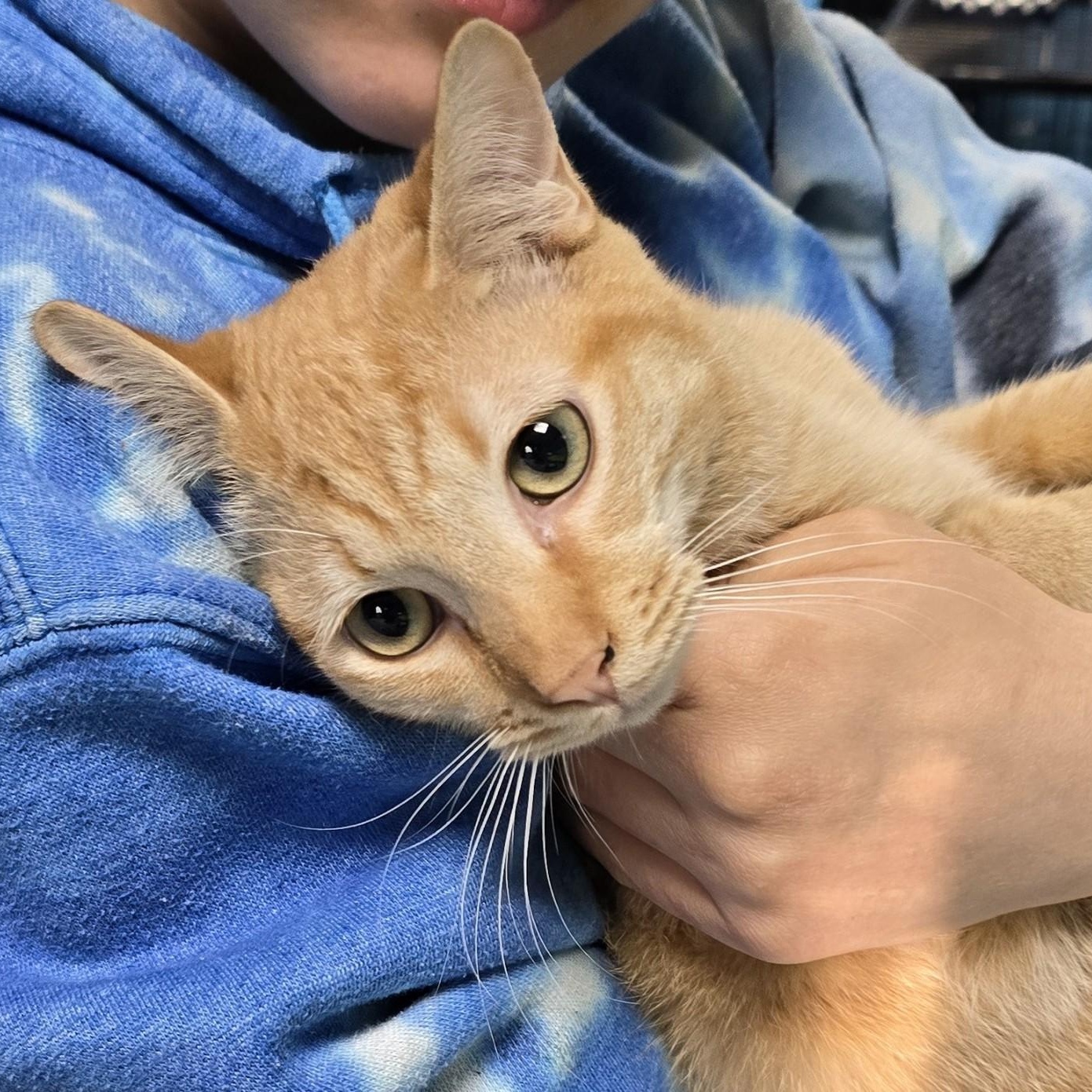 Enlarge Tom, a Adoptable Domestic Short Hair in Belmont, NC image 4/6