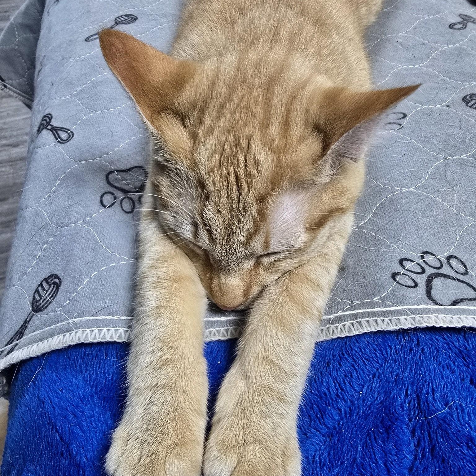 Enlarge Tom, a Adoptable Domestic Short Hair in Belmont, NC image 3/6