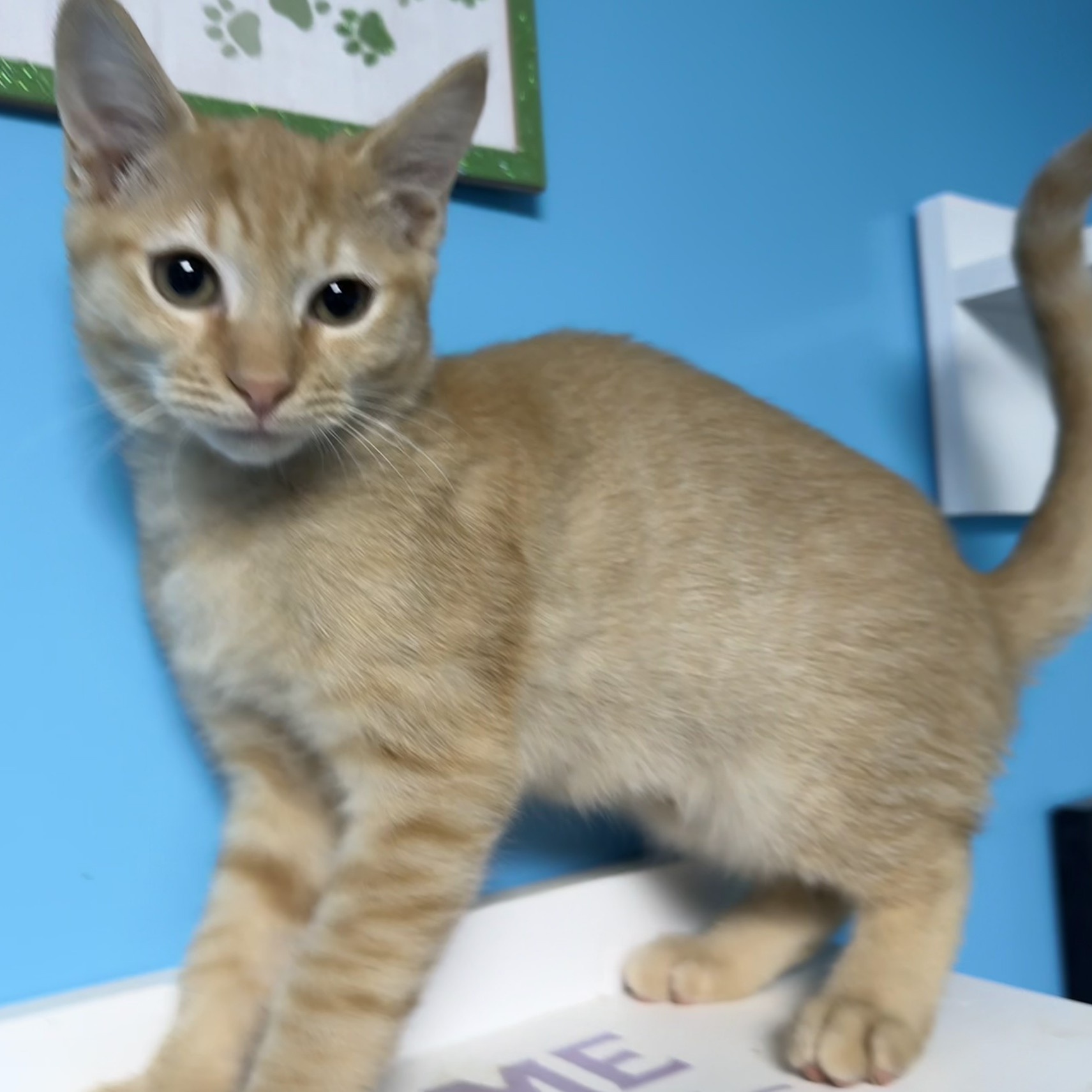 Enlarge Tom, a Adoptable Domestic Short Hair in Belmont, NC image 6/6