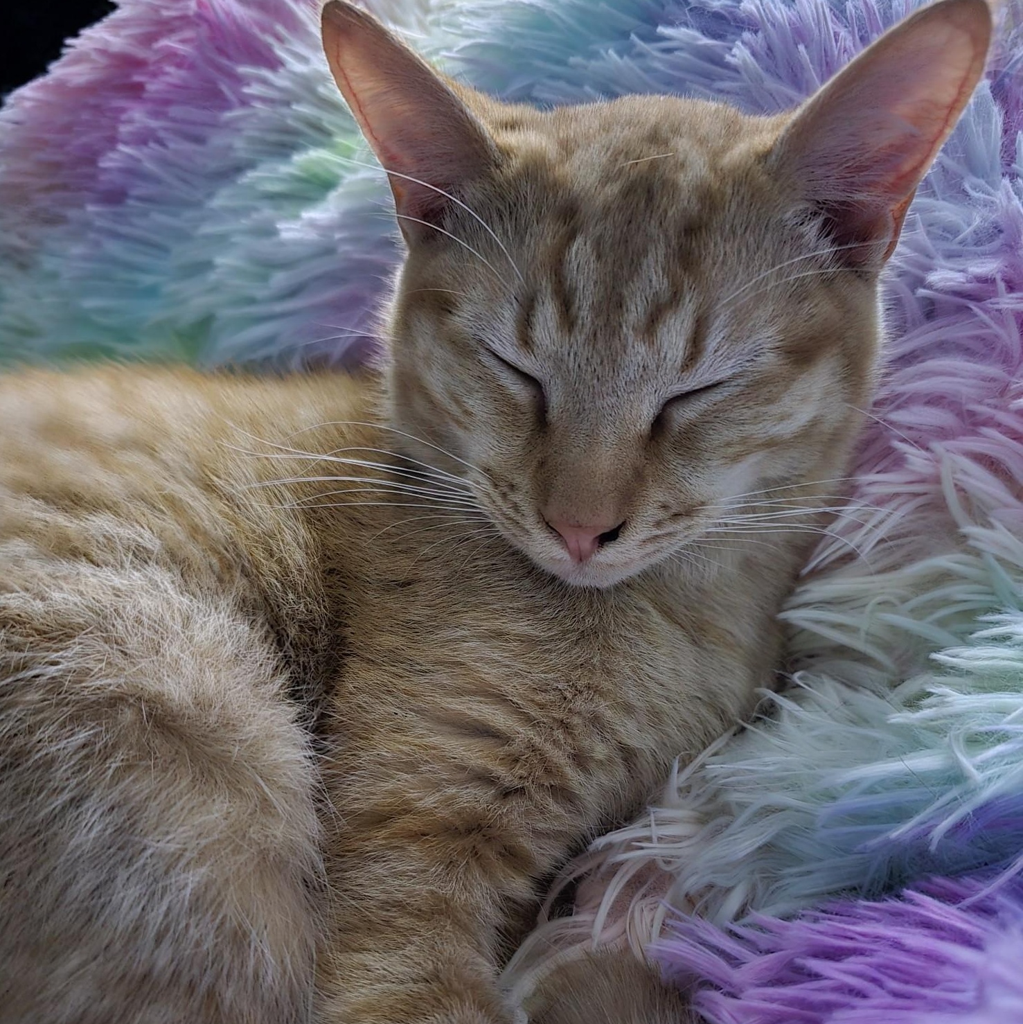 Enlarge Tom, a Adoptable Domestic Short Hair in Belmont, NC image 5/6